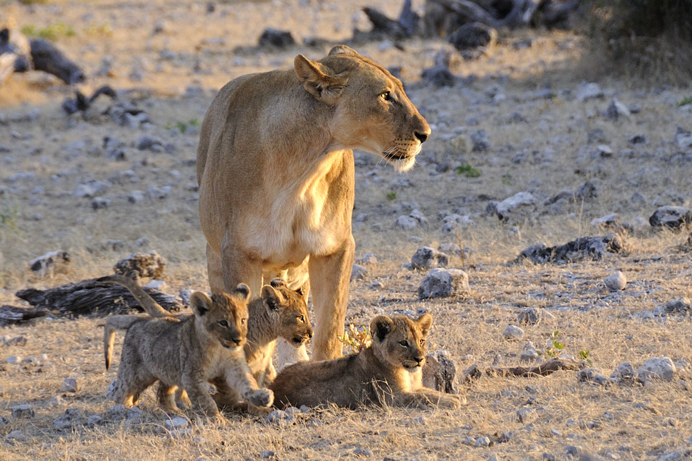 Female lion and cubs