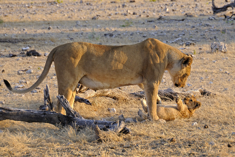 Female lion playing with cub