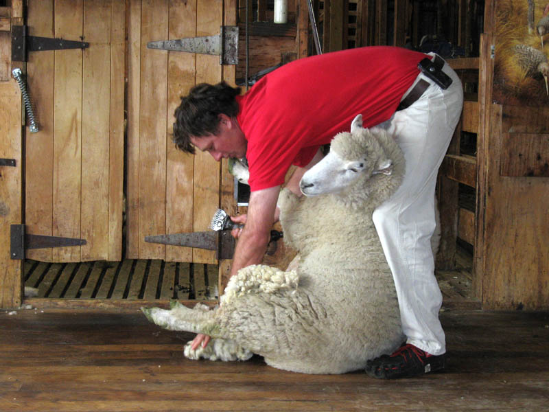 Shearing a Sheep