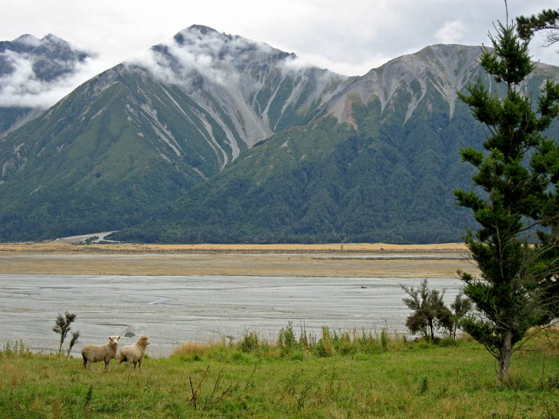 Sheep Station with Braided River