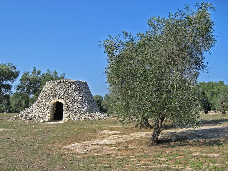 Old Grain Storage Building in Olive Grove