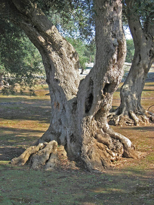 Olive Tree