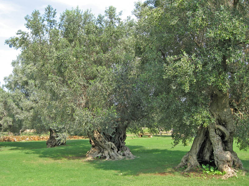 Olive Trees