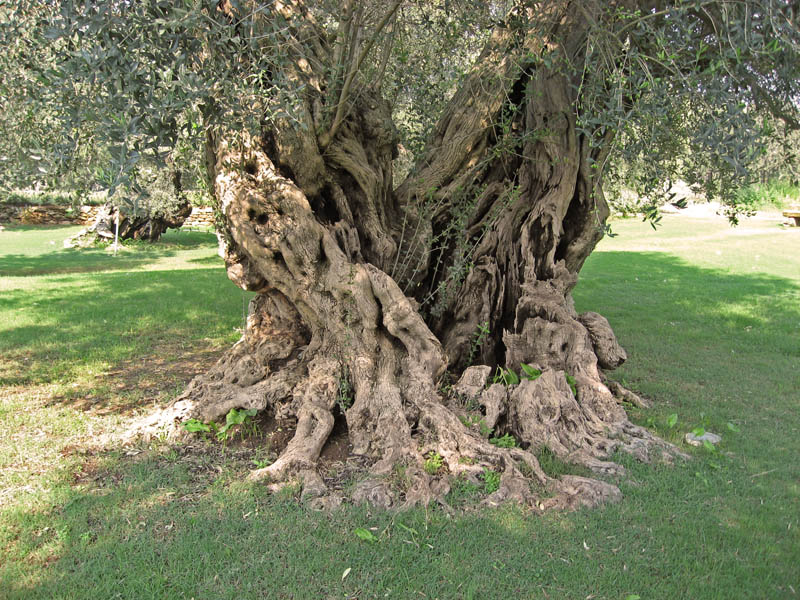 Olive Tree