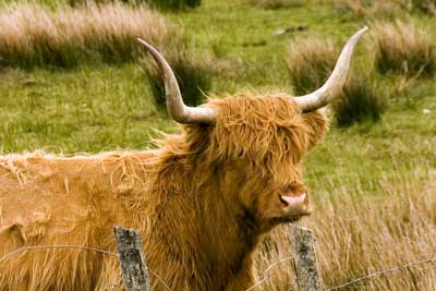 Highlands and Isle of Skye