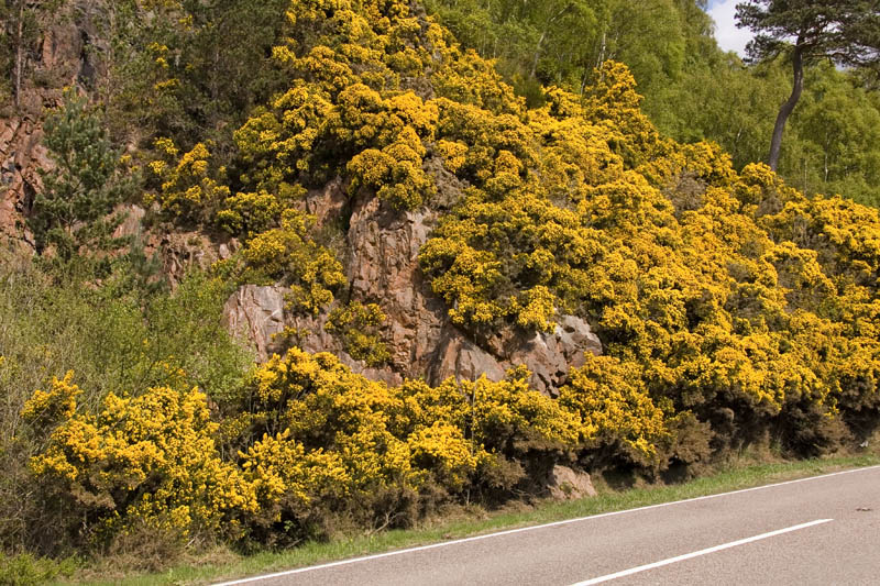Gorse in bloom