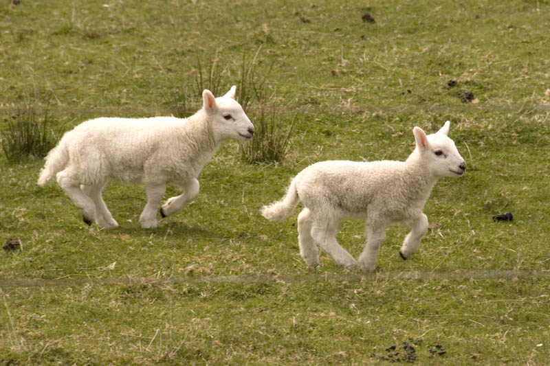 Lambs