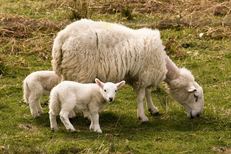 Sheep with lambs