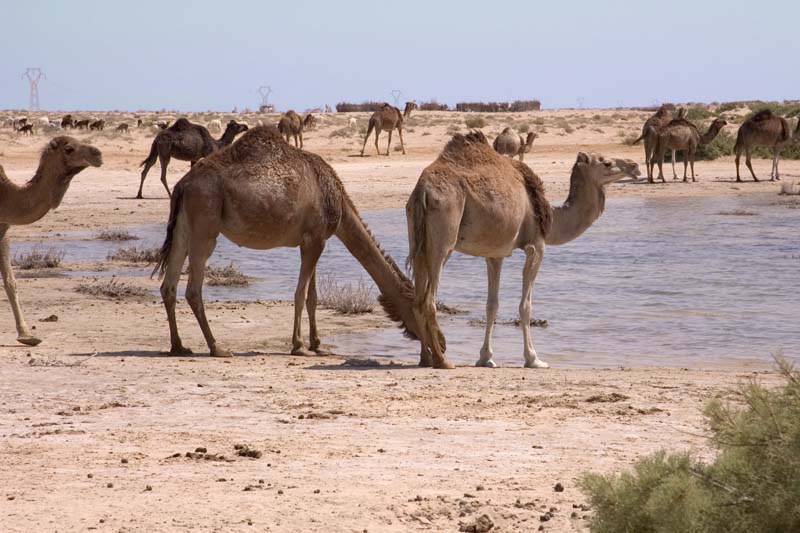 Tunisia 2005 - Camels at watering hole
