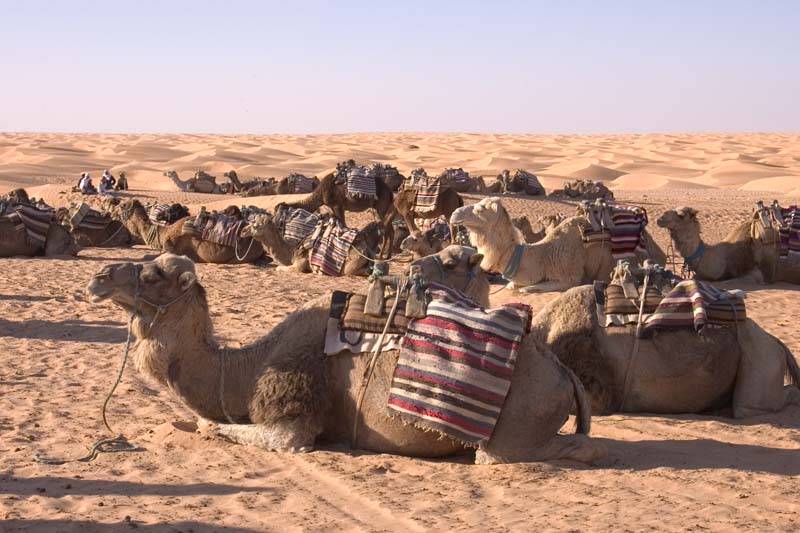 Tunisia 2005 - Sahara Desert, camel ride