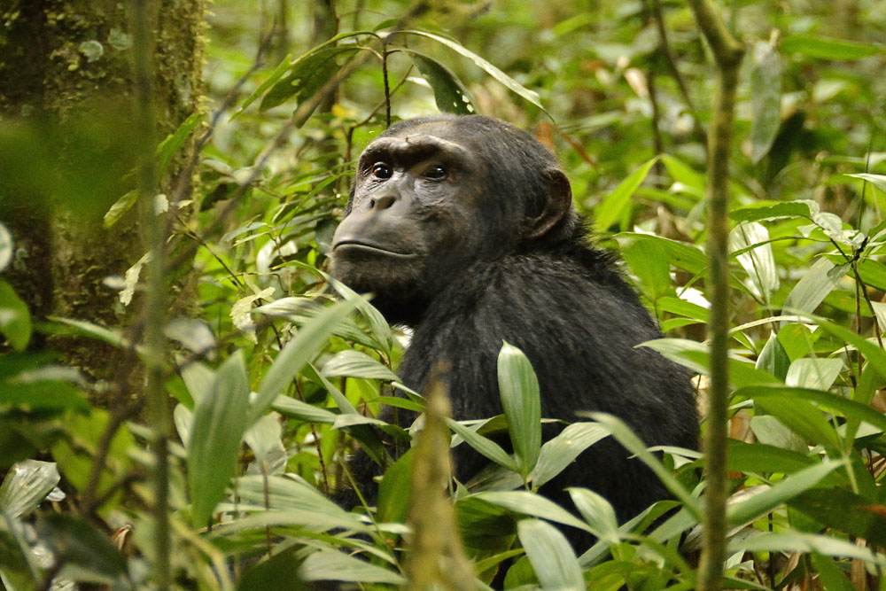 Kibale Forest