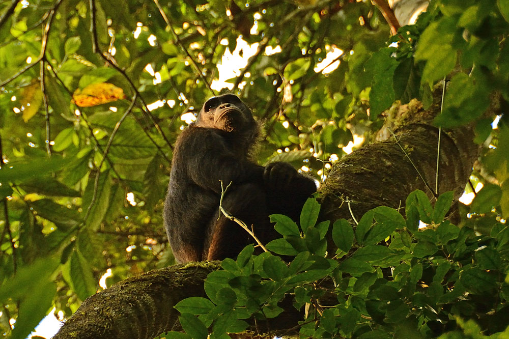 Kibale Forest
