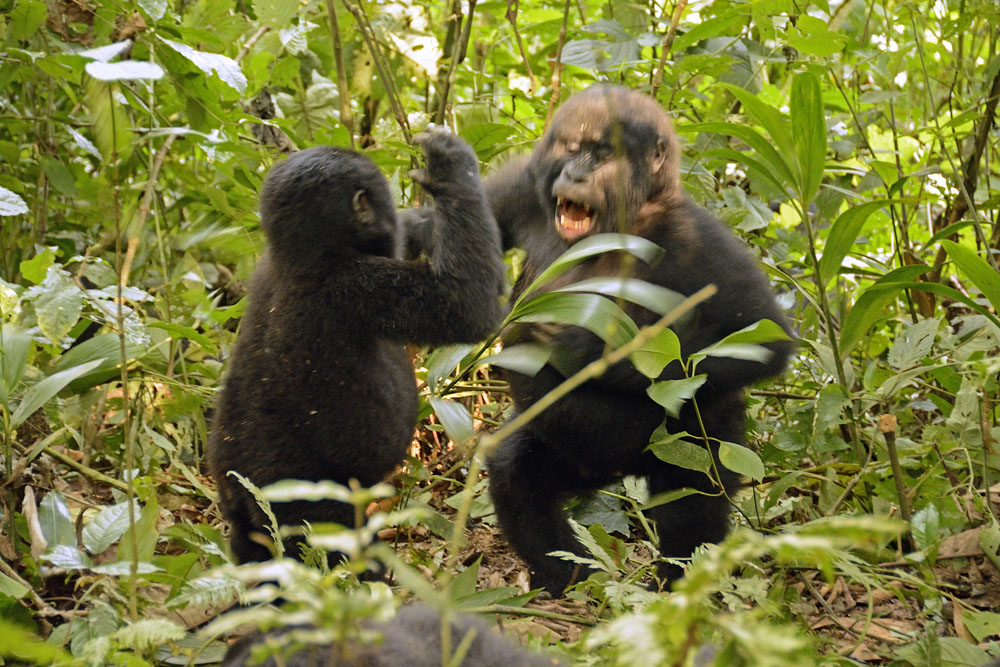 - Youngsters playing with each other
